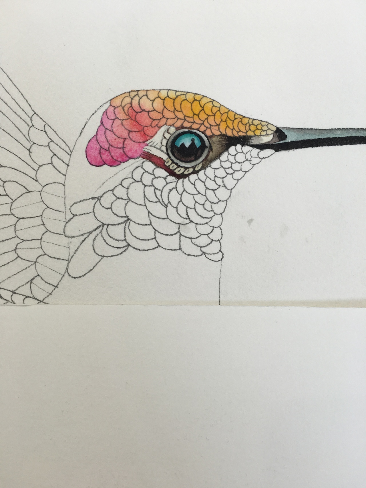 一组水彩蜂鸟插画