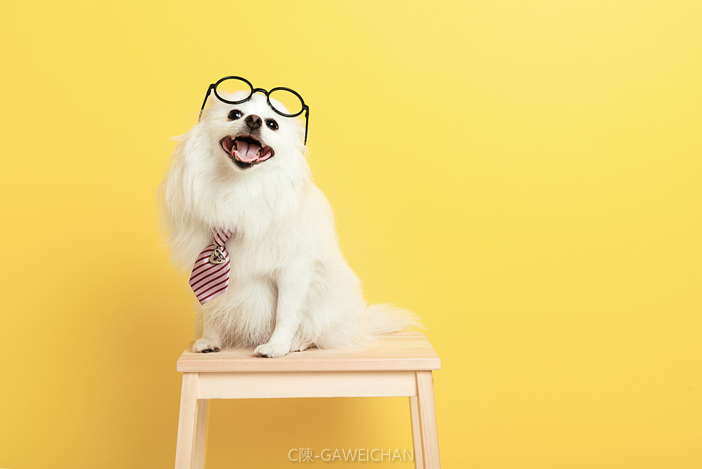 冰糖（客片）（图ZMTI0MDQxNzMy） - 宠物摄影 - 站酷设计师C陳GAWEICHAN原创素材 - 站酷ZCOOL