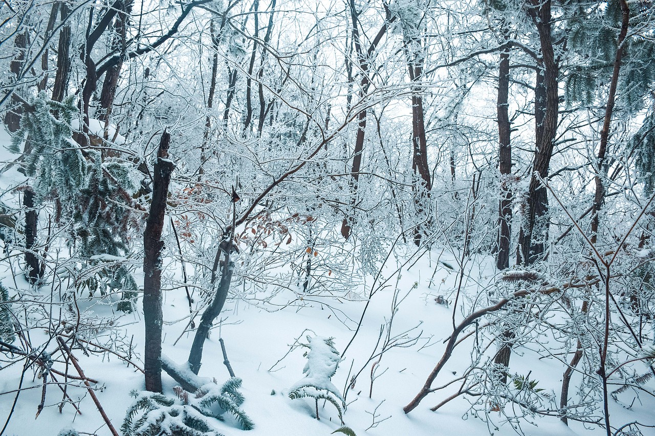 让我在雪地里再撒会儿野