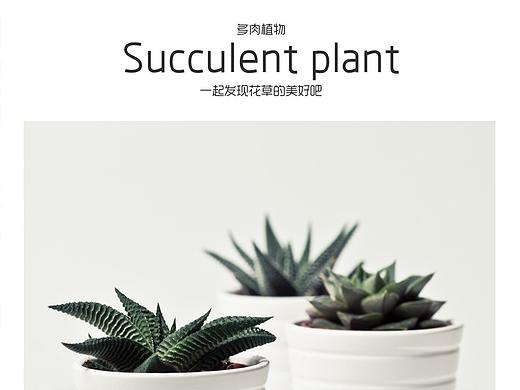 多肉植物画册