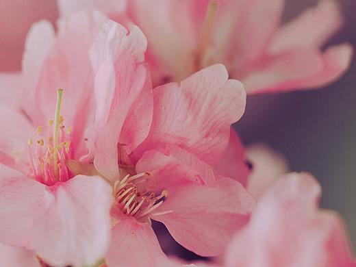 像櫻花的花（个人主页-ZMzQ4NzExNDg=） - 产品摄影 - 站酷设计师gemky原创素材 - 站酷ZCOOL