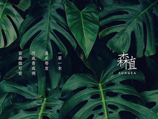 原创家居品牌「森植」