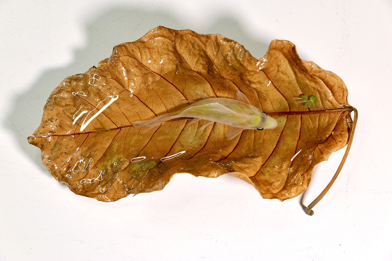 树脂画2021新作集（图ZMjYzNDI1NTY4） - 绘画 - 站酷设计师跃然脂上原创素材 - 站酷ZCOOL