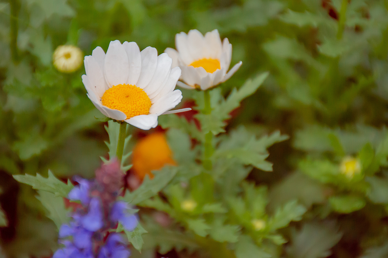 疫情下的植物园