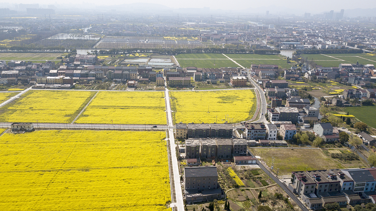 运河.双桥村(油菜花)