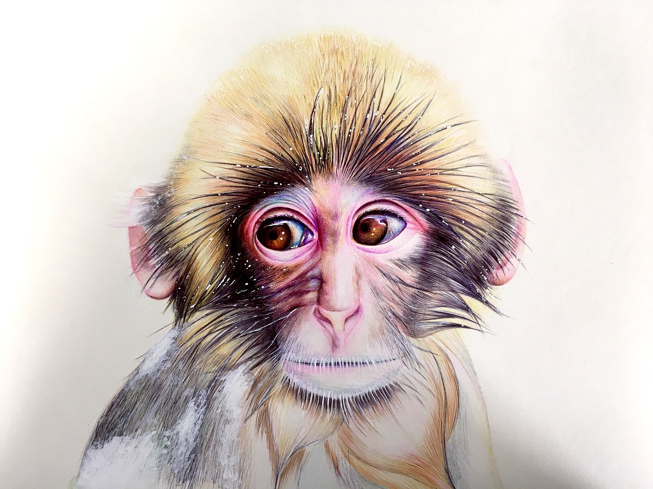 彩色圆珠笔画猴子:monkey