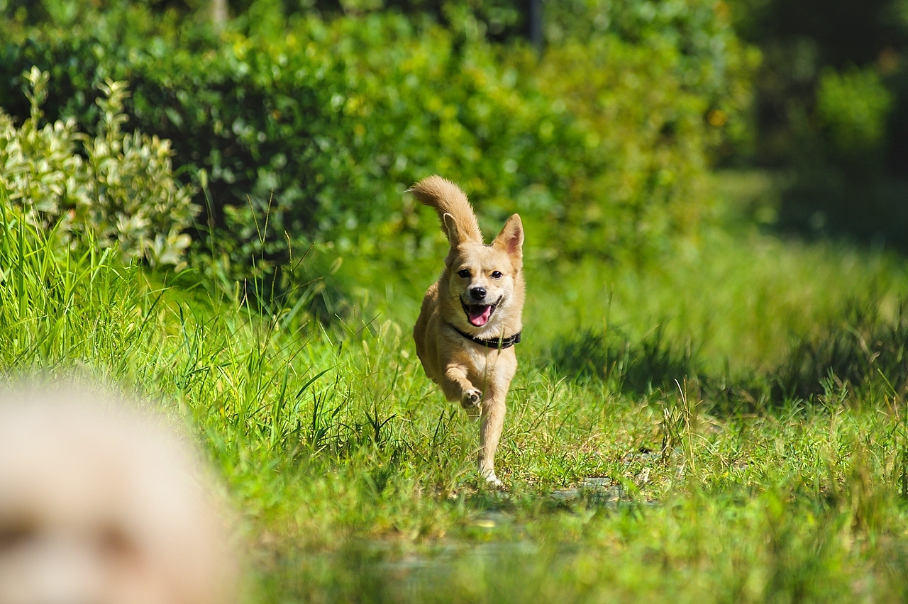 【纪实宠物摄影】