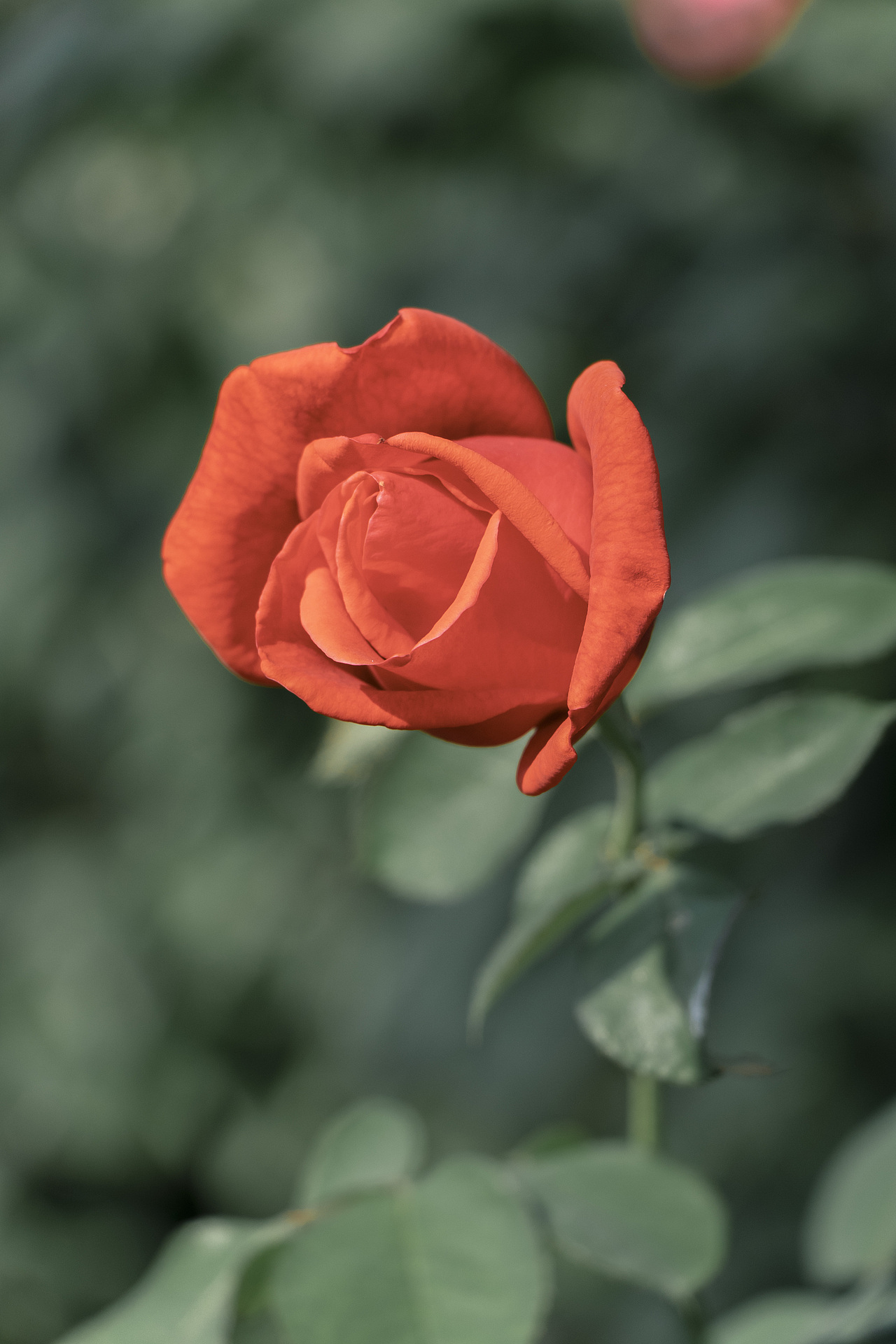 秋冬小景—仿富士调