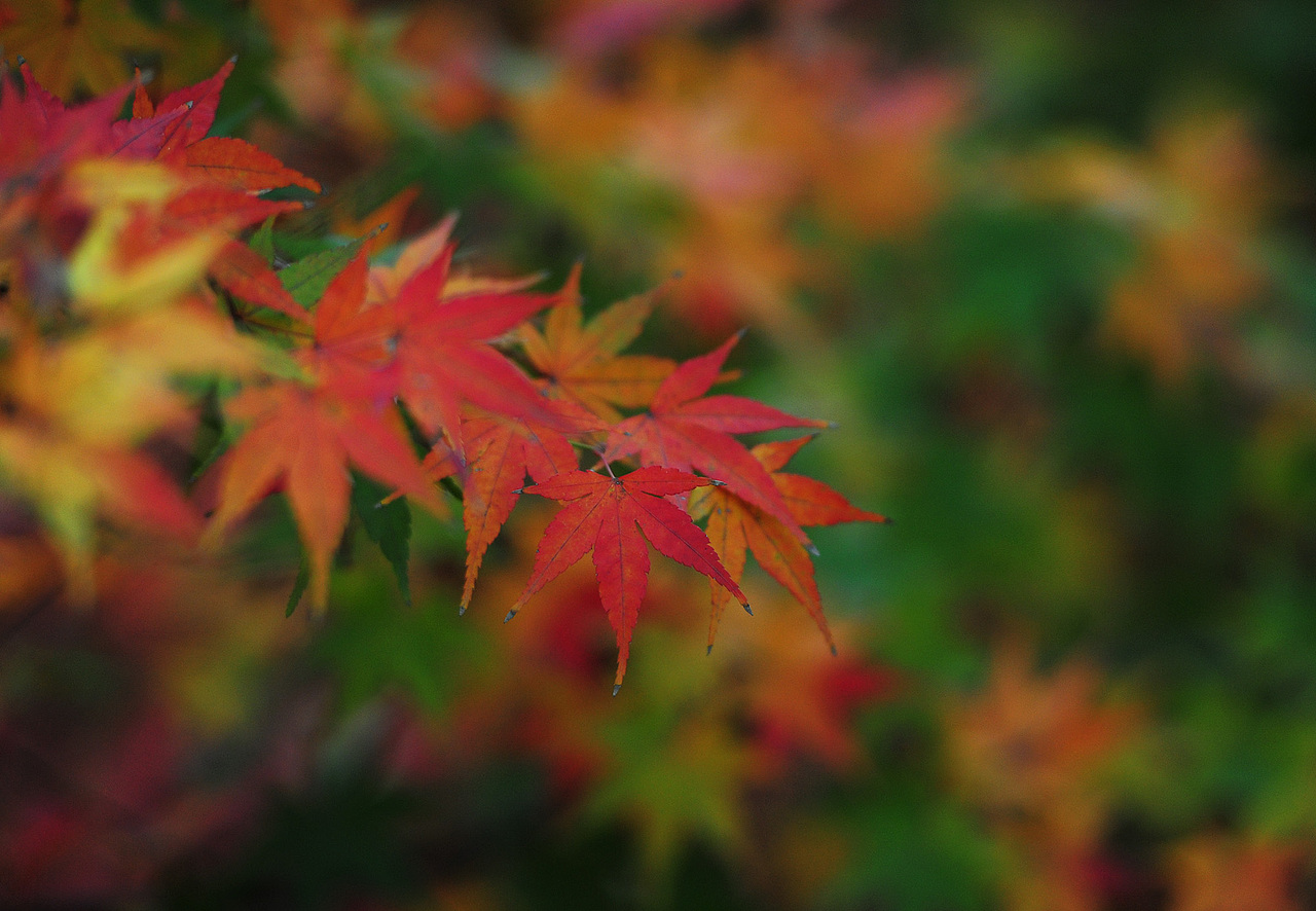停车坐爱枫林晚