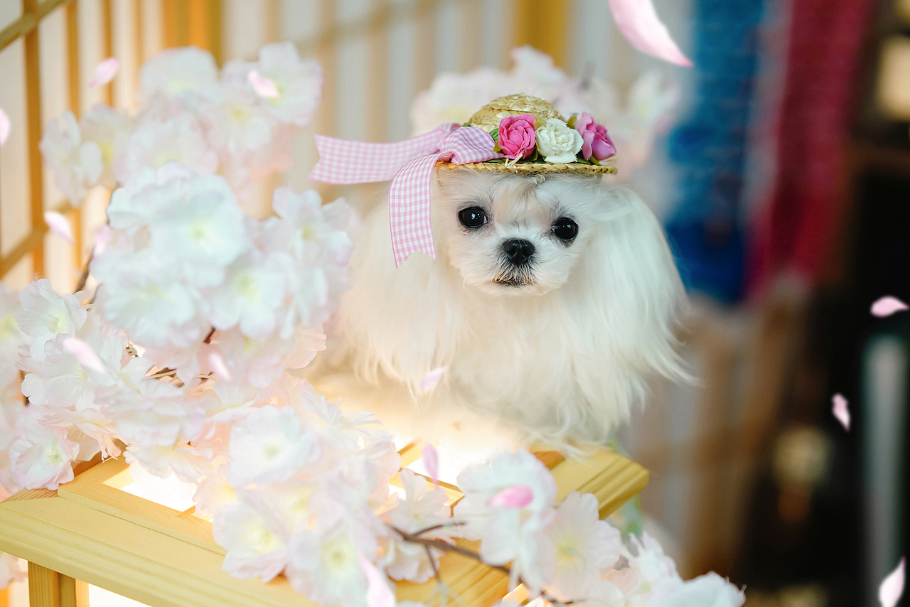 马尔济斯犬合集——宠爱拾光宠物摄影