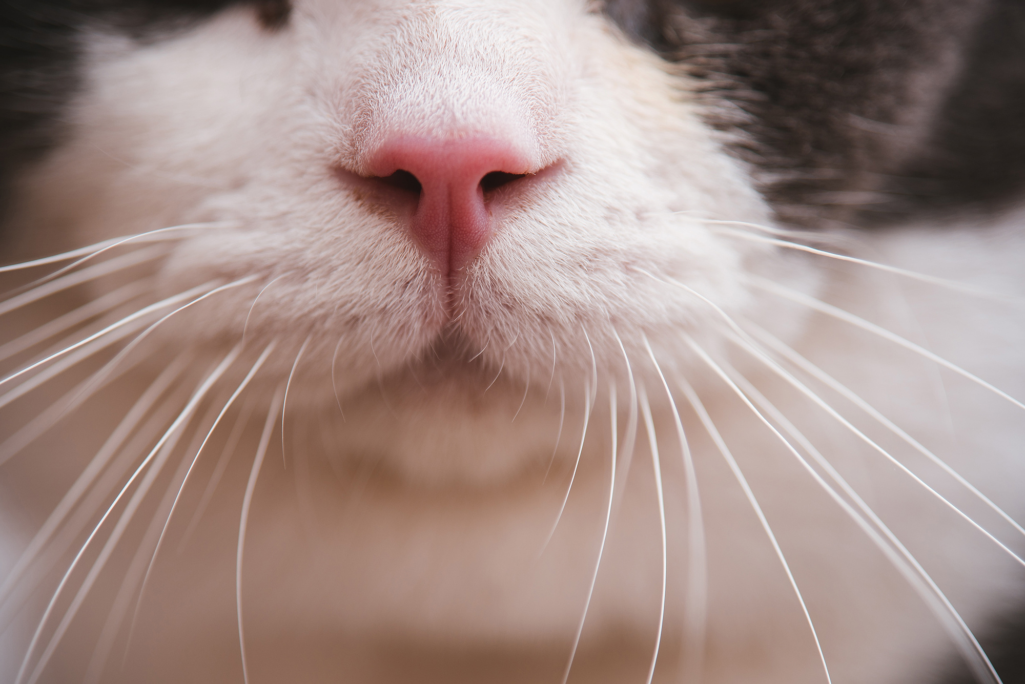 LecuerSophie的个人主页（封面预览） - 主页封面设置 - 站酷设计师LecuerSophie原创素材 - 站酷ZCOOL