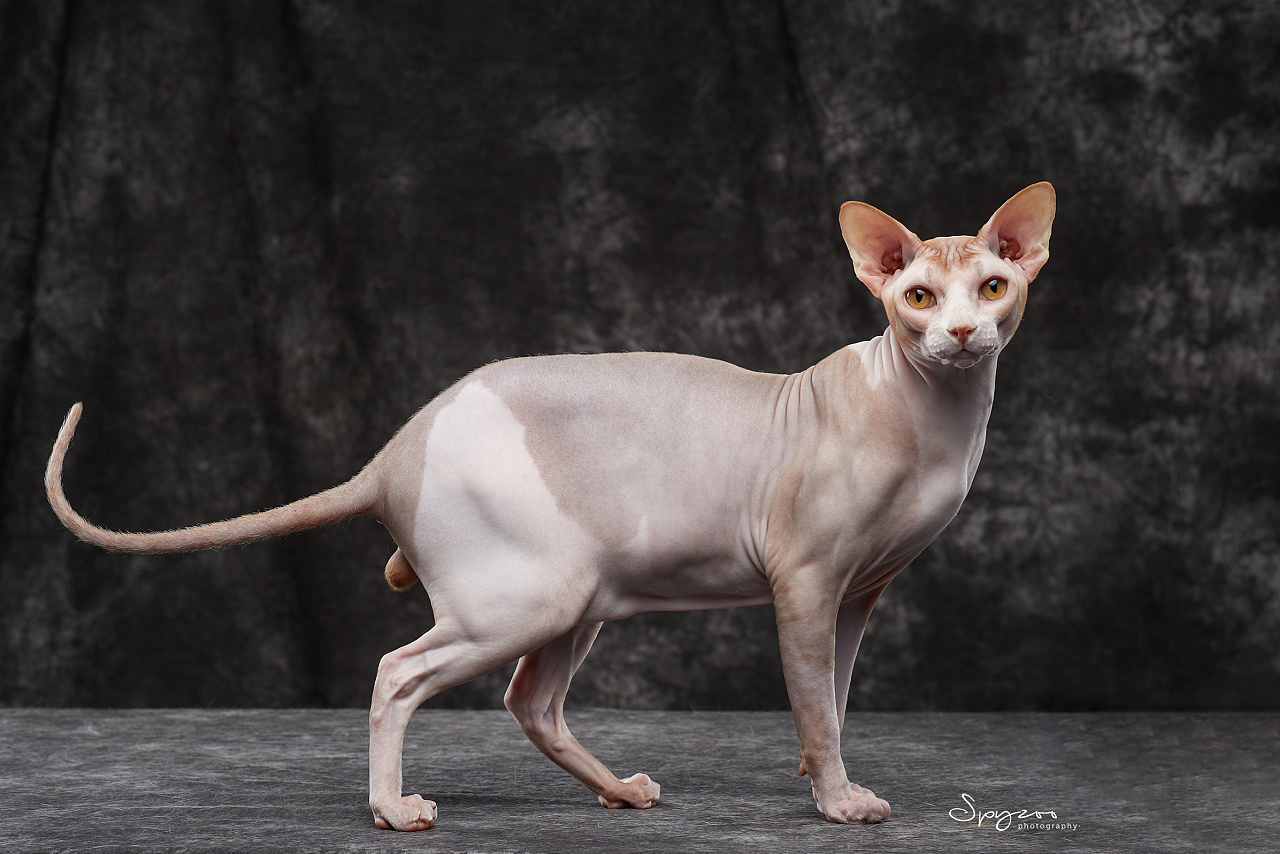 spyzoo斯芬克斯无毛猫sphynx上海赛场拍摄mashangdao