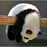 渔仁的头像
