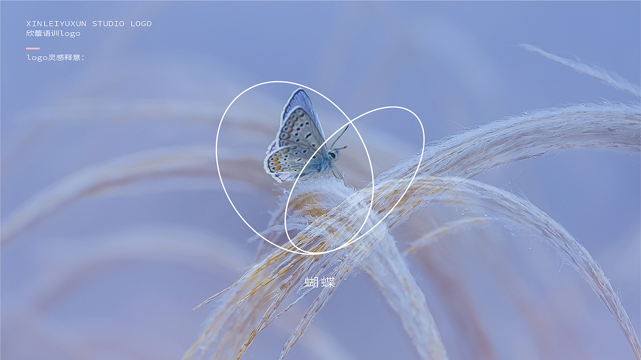 欣蕾语训logo-vi设计