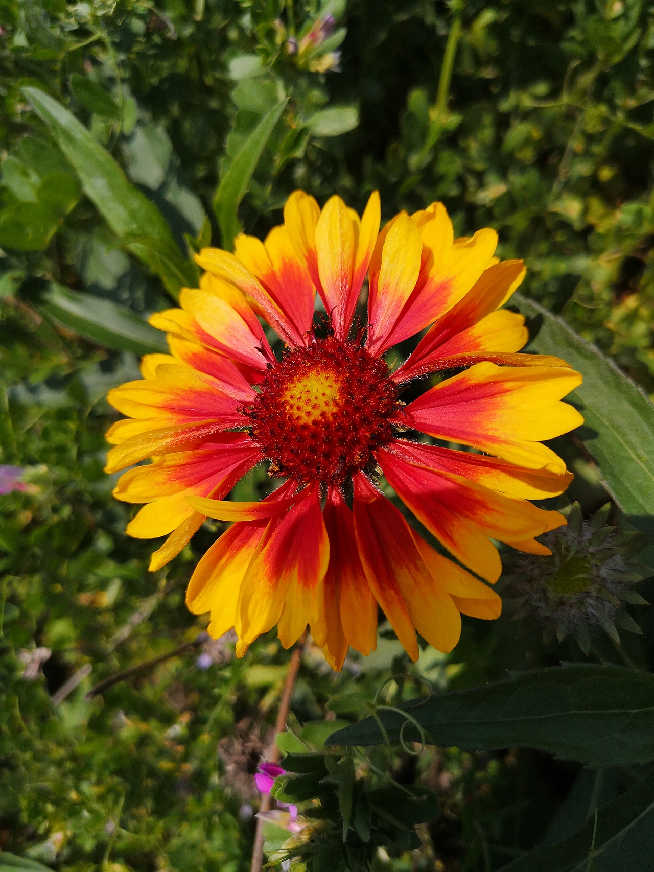 每日一拍-021（图ZMTUzNTEwMTA4） - 产品摄影 - 站酷设计师芝草晟林原创素材 - 站酷ZCOOL