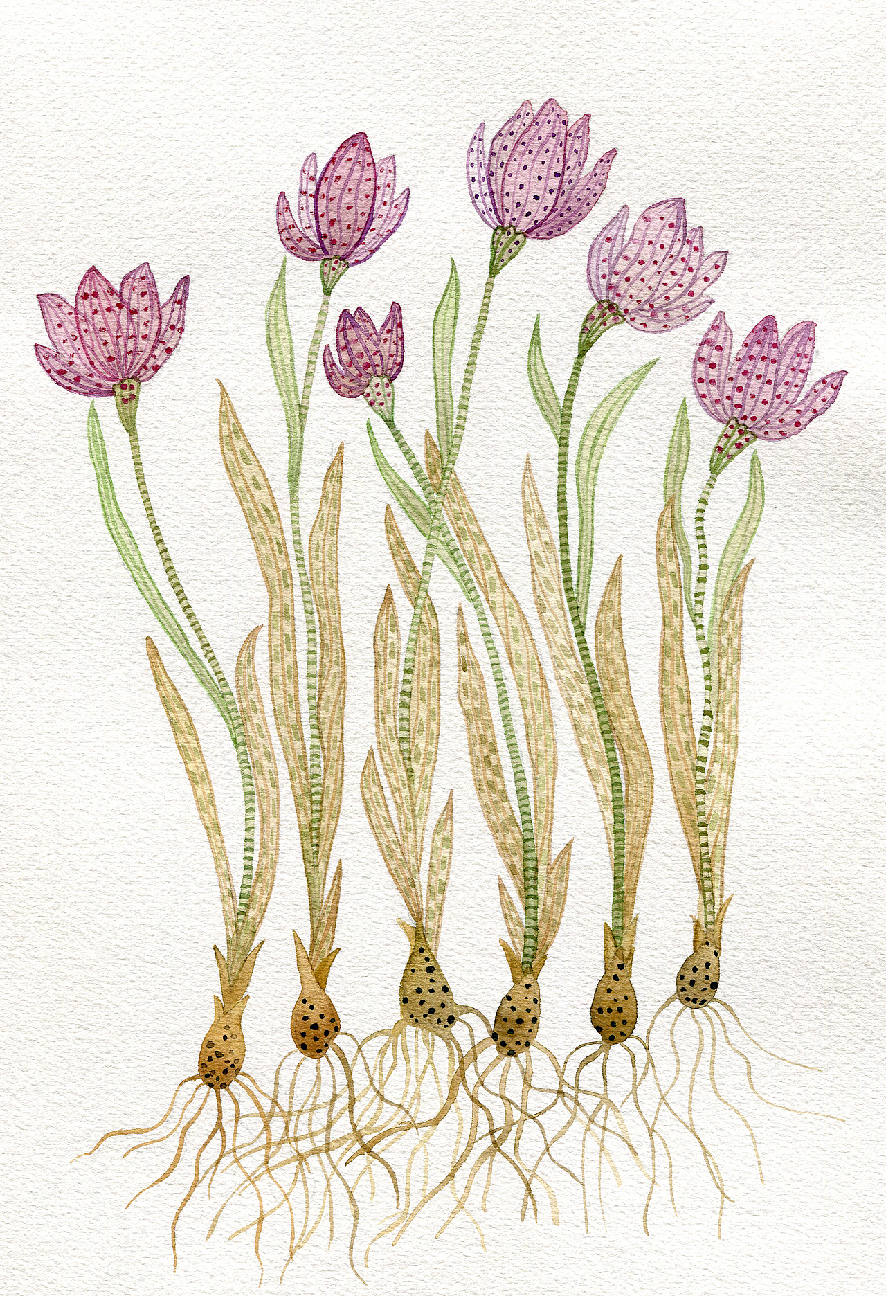 17噪点风格插画绘制584150罗雨舒新概念cg头像实战班180415陈惟植物z