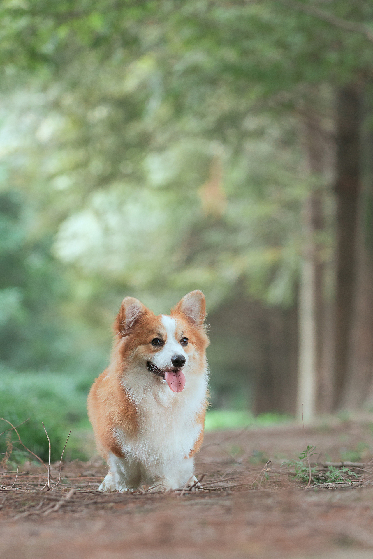 长毛柯基-洛杉矶【均木纪实宠物摄影】