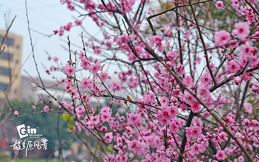 拍照 | 故乡原风景、