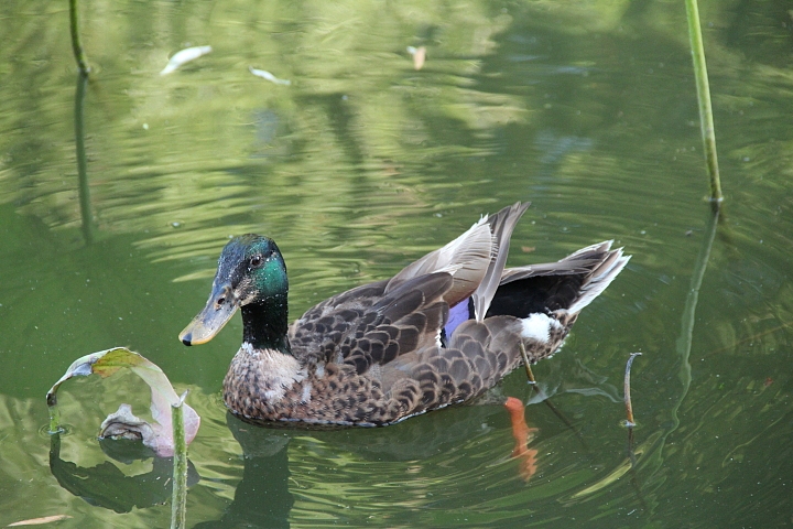 2013-立秋后的-荷