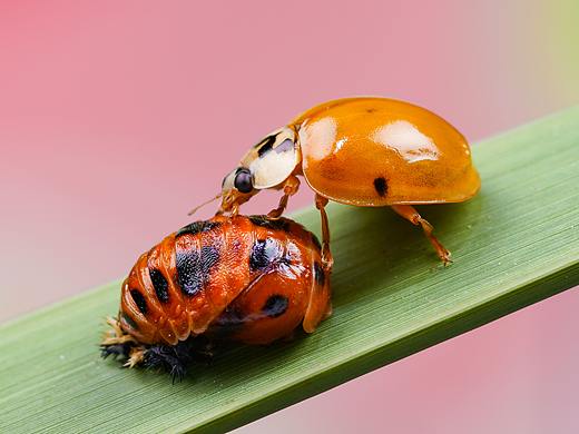 羽化（個人主頁-ZNTI4MTAyMTI=） - 其他攝影 - 站酷設(shè)計師蟲肉肉原創(chuàng)素材 - 站酷ZCOOL