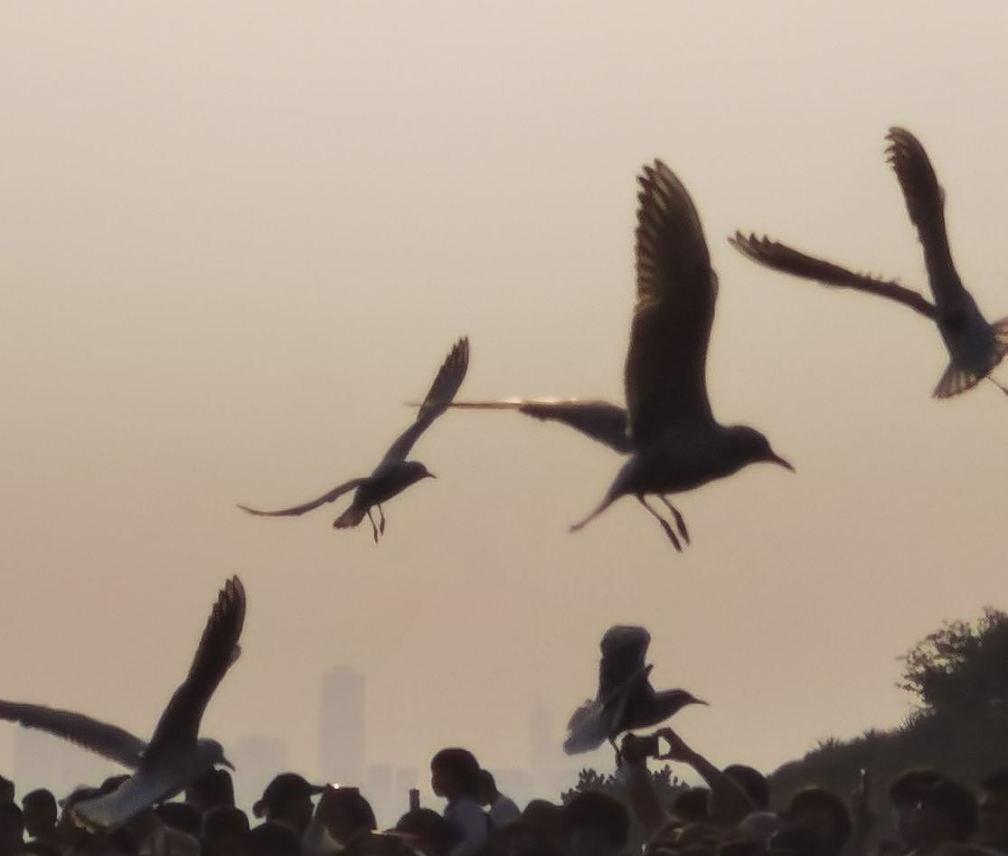 风筝有风 海鸥有海♡海的故事 说给海鸥听～（图ZMzU2MjkyODE2） - 风光摄影 - 站酷设计师Ghugnla原创素材 - 站酷ZCOOL
