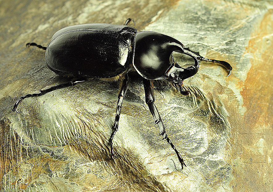 我的宠物全家福 - 原创作品 - 站酷(zcool)