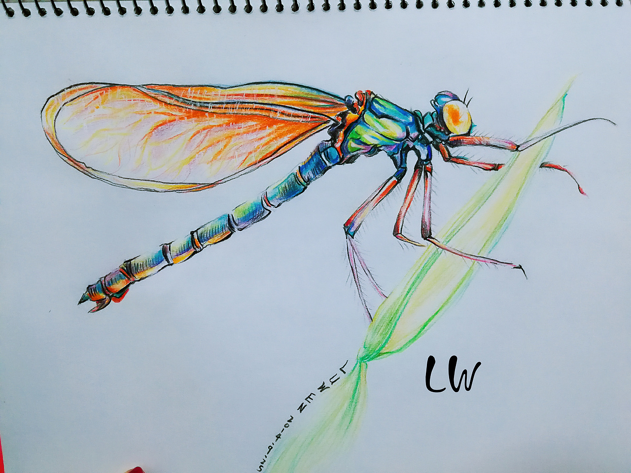手绘彩铅小蜻蜓