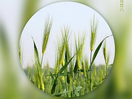 中国传统二十四节气海报