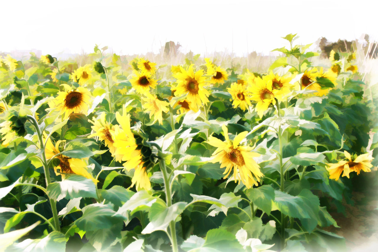 不用纸笔,不费油墨,为你画一副美丽风景画