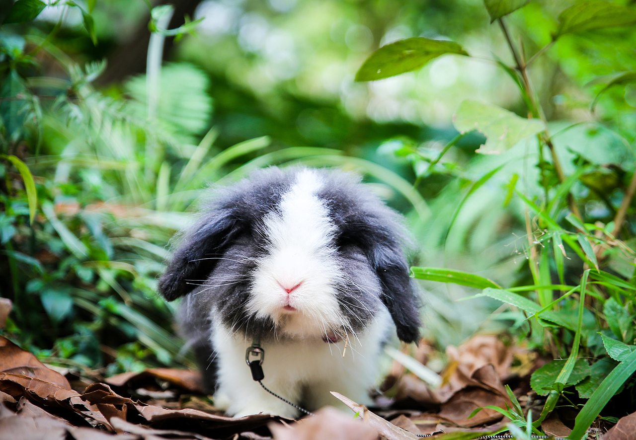 【I,Pet宠物摄影】客片——泰迪与垂耳兔