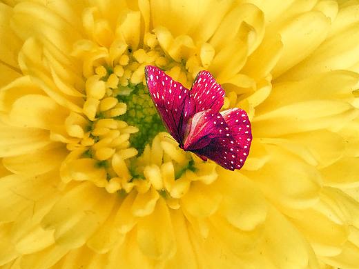 菊花与蝴蝶（个人主页-ZMzM4MjE4MzY=） - 修图/后期 - 站酷设计师DesignOfJane原创素材 - 站酷ZCOOL