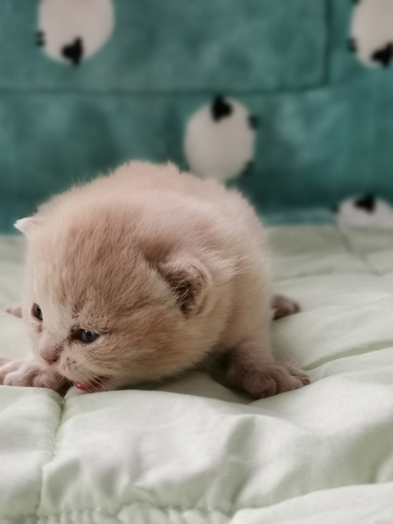 沐米猫舍英短编号112英短纯乳色五粉橘猫