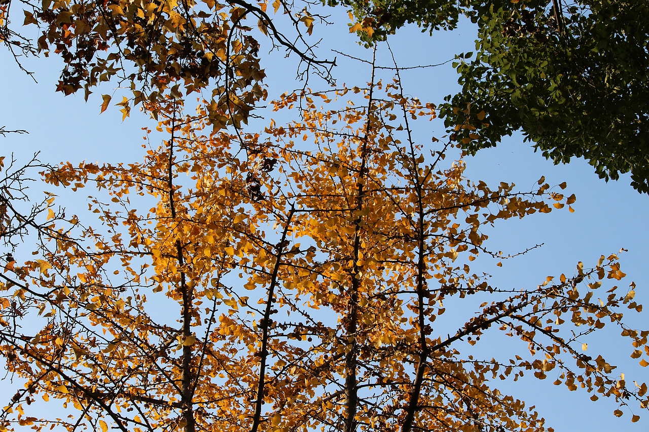 自古逢秋悲寂寥，我言秋日胜春朝