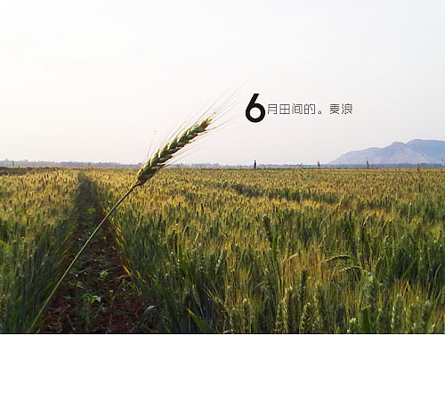 6月田间的麦浪（图ZMzE4MzAwOA==） - 风光摄影 - 站酷设计师廿八亩田原创素材 - 站酷ZCOOL