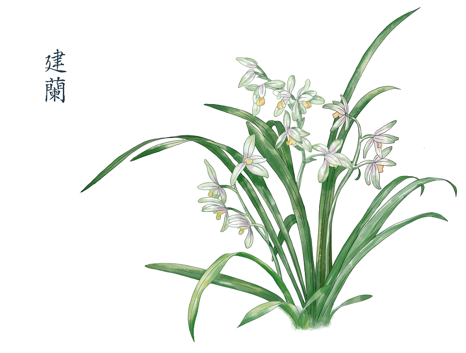 兰·兰花|插画|商业插画|花菇莉 - 原创作品 - 站酷 (zcool)