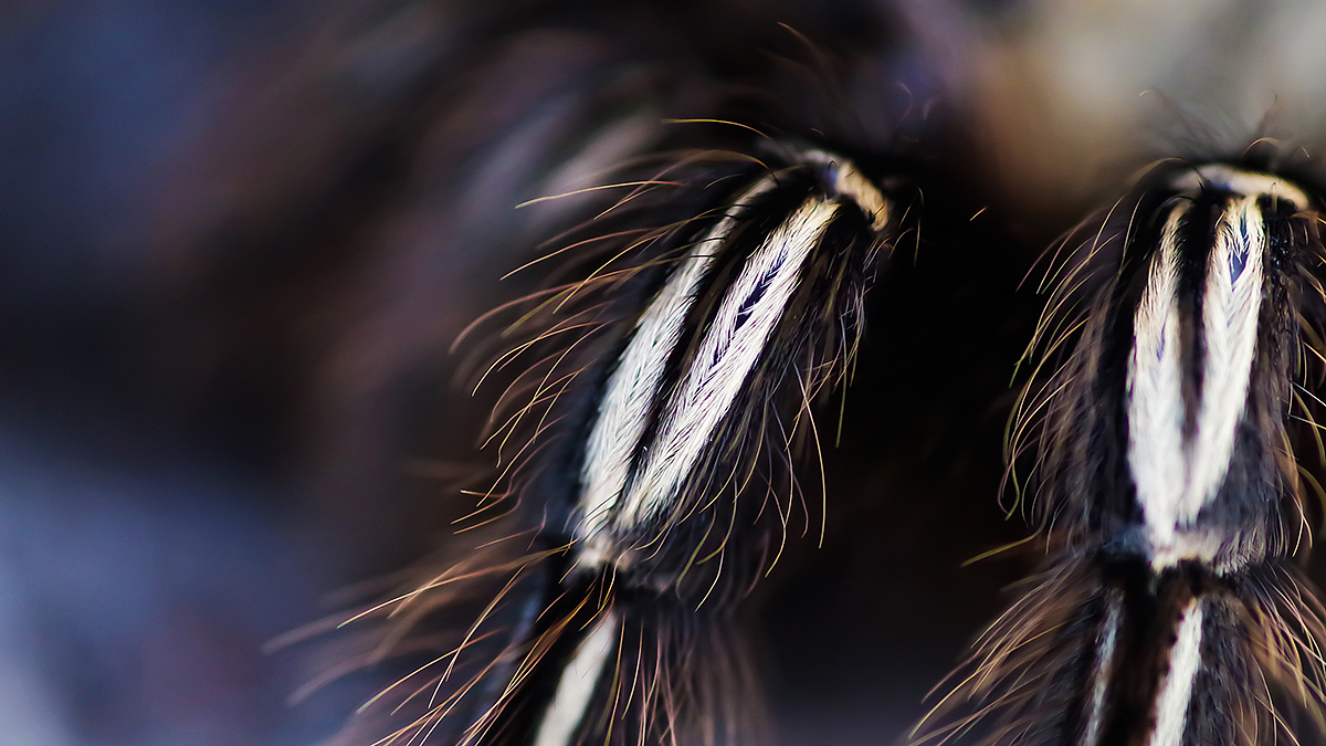 捕鸟蛛摄影（图ZMTY3NDU4OTE2） - 宠物摄影 - 站酷设计师游侠Lo原创素材 - 站酷ZCOOL