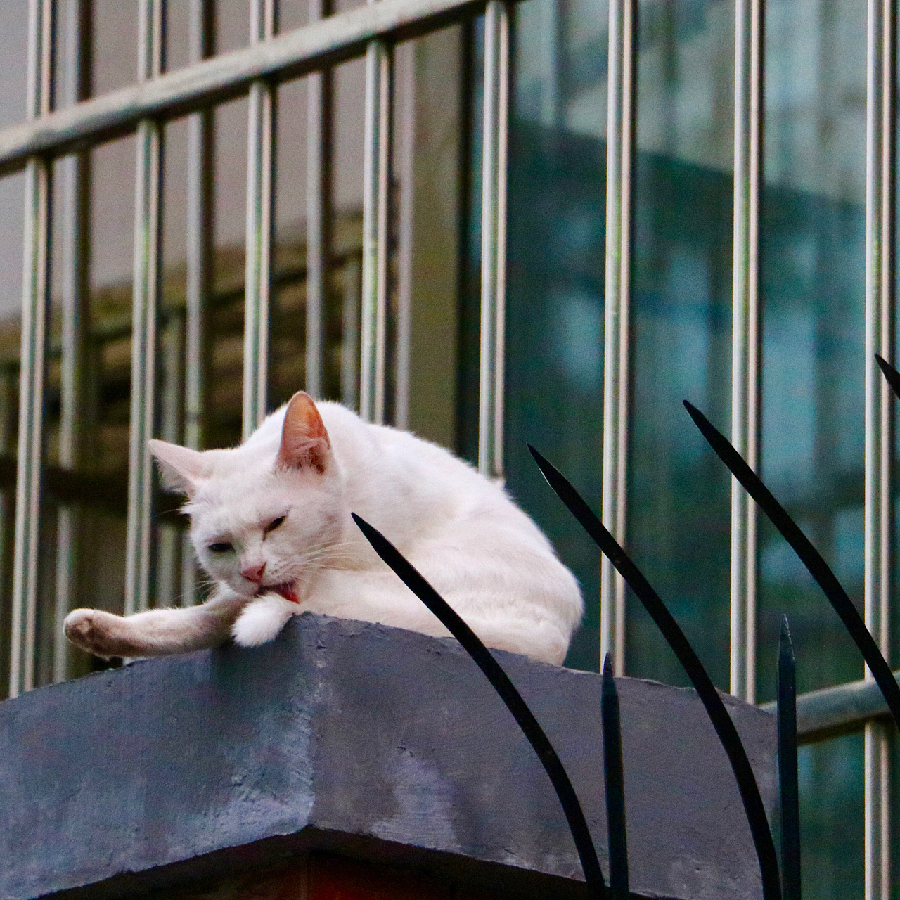 猫语（图ZMTczNzI2NzQw） - 宠物摄影 - 站酷设计师行走的口袋原创素材 - 站酷ZCOOL