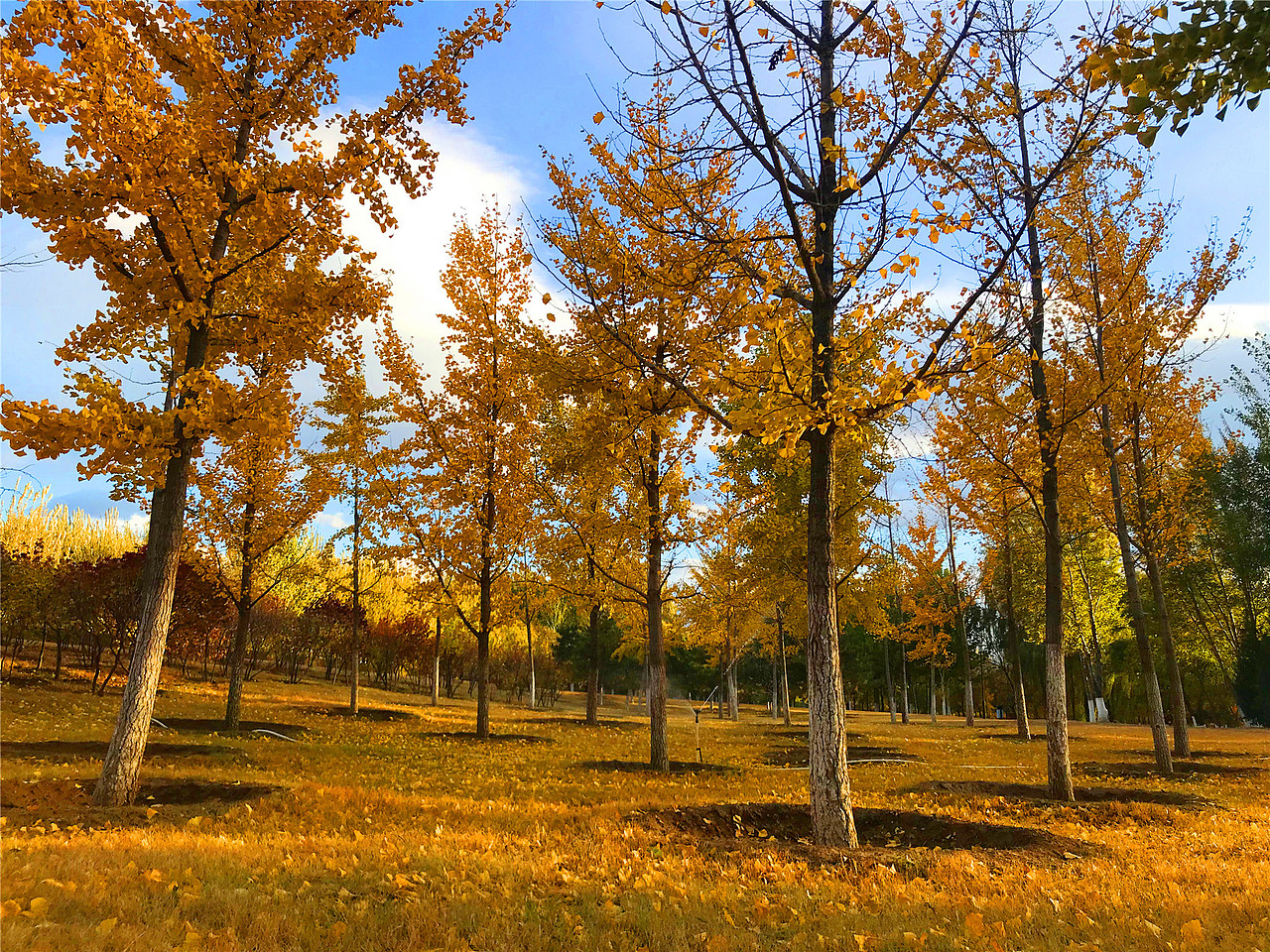 刘勇良手机纪实摄影:金色的秋