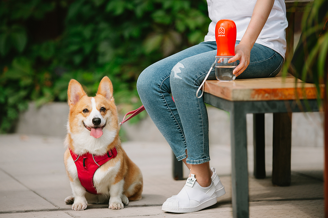 宠物家品牌设计