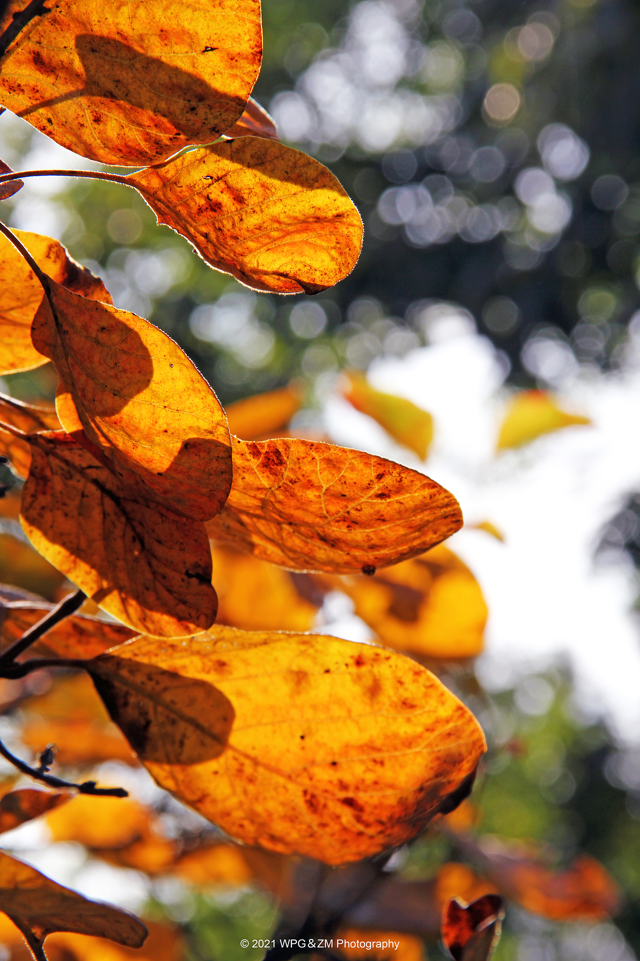 《 一叶知秋 》