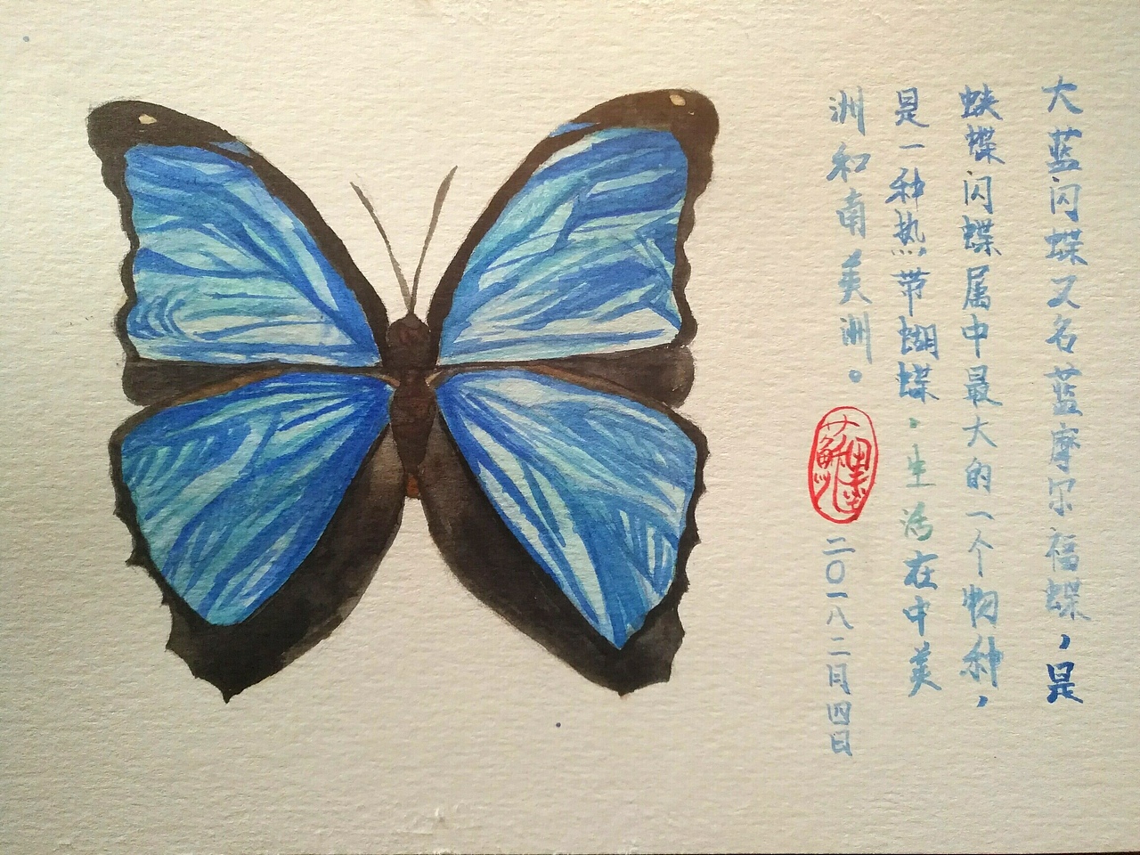 大蓝闪蝶（图ZMTA0NzY5ODc2） - 绘画 - 站酷设计师Lucienfel原创素材 - 站酷ZCOOL