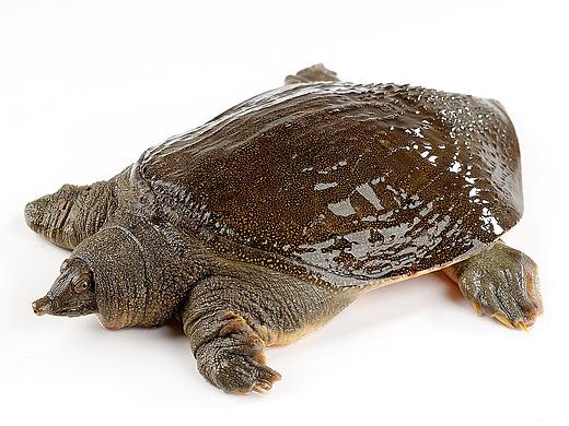 甲鱼拍摄丨生鲜海产品客户丨飞鸟电商