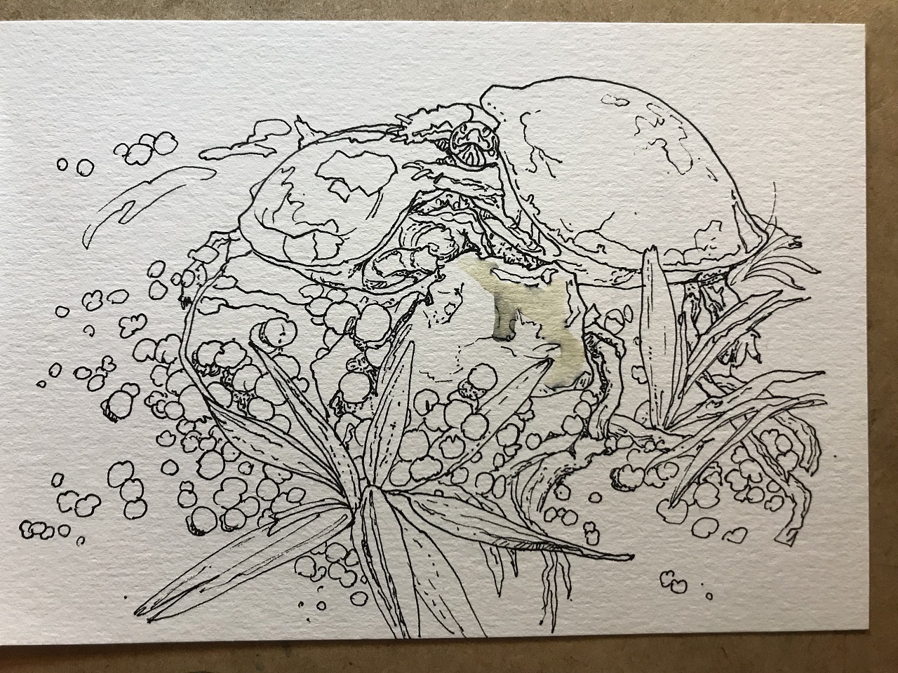 动物系列-乌龟步骤图