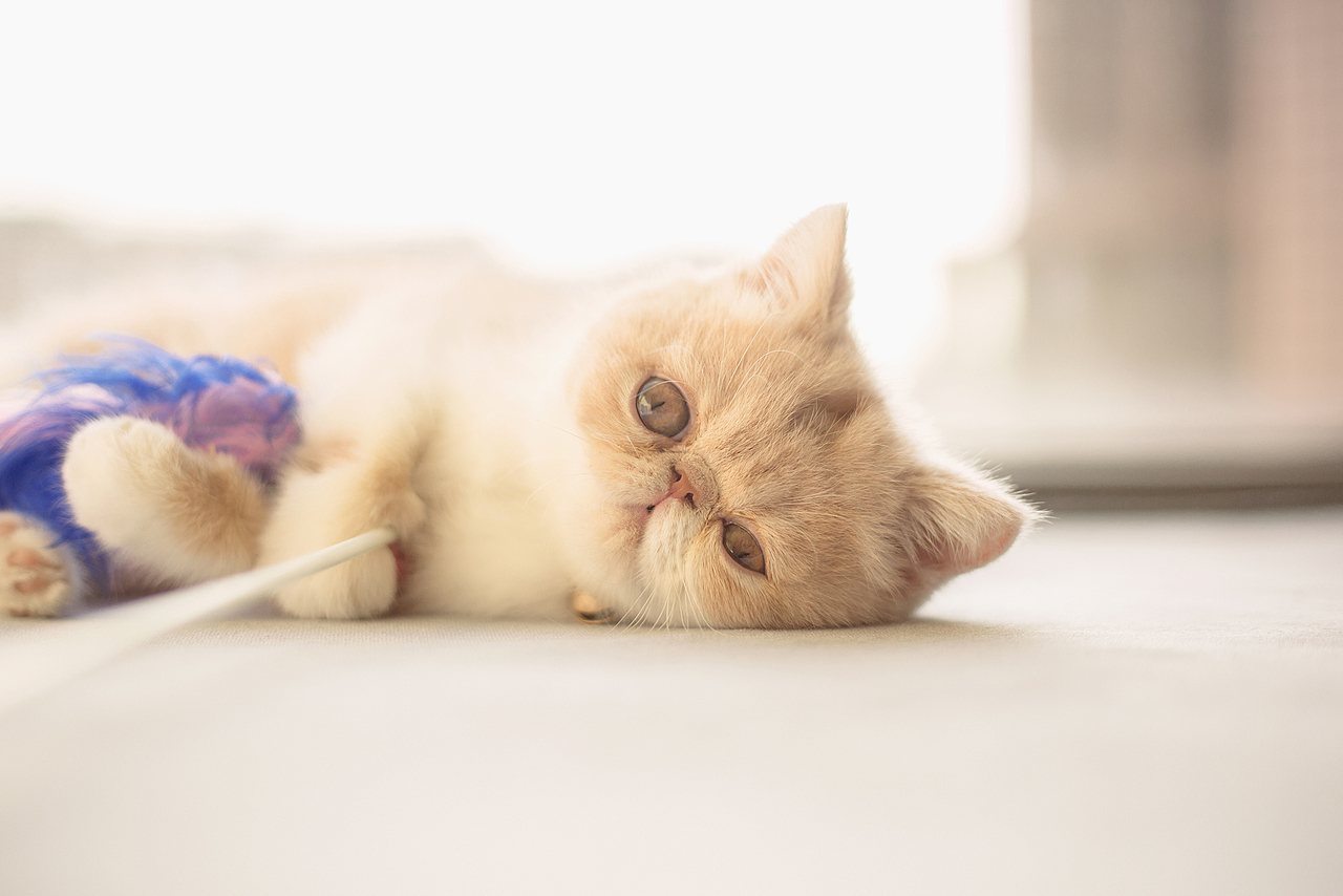 偶是一只叫做包子的猫（图ZOTY3NzgxOTI=） - 宠物摄影 - 站酷设计师冈拉梅朵原创素材 - 站酷ZCOOL