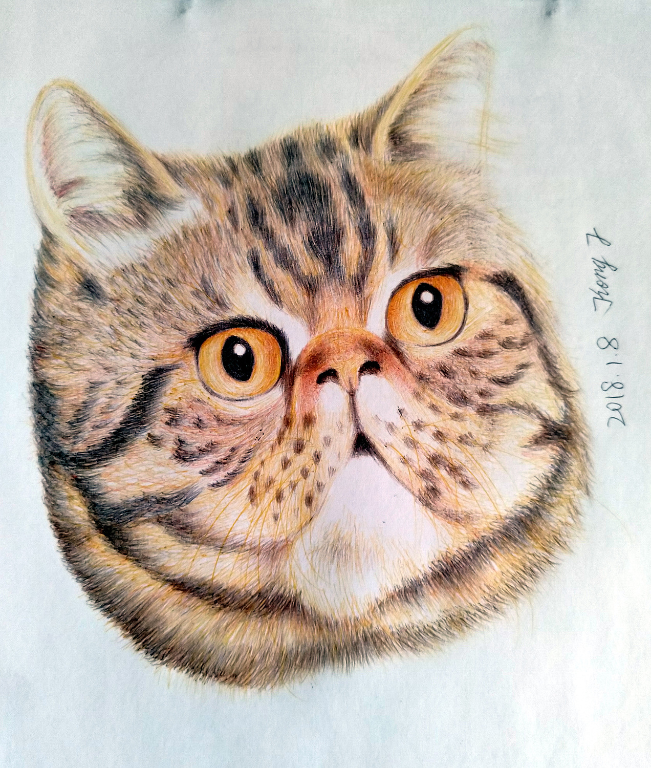 尝试圆珠笔画猫|纯艺术|绘画|cat8080_原创作品-站酷zcool
