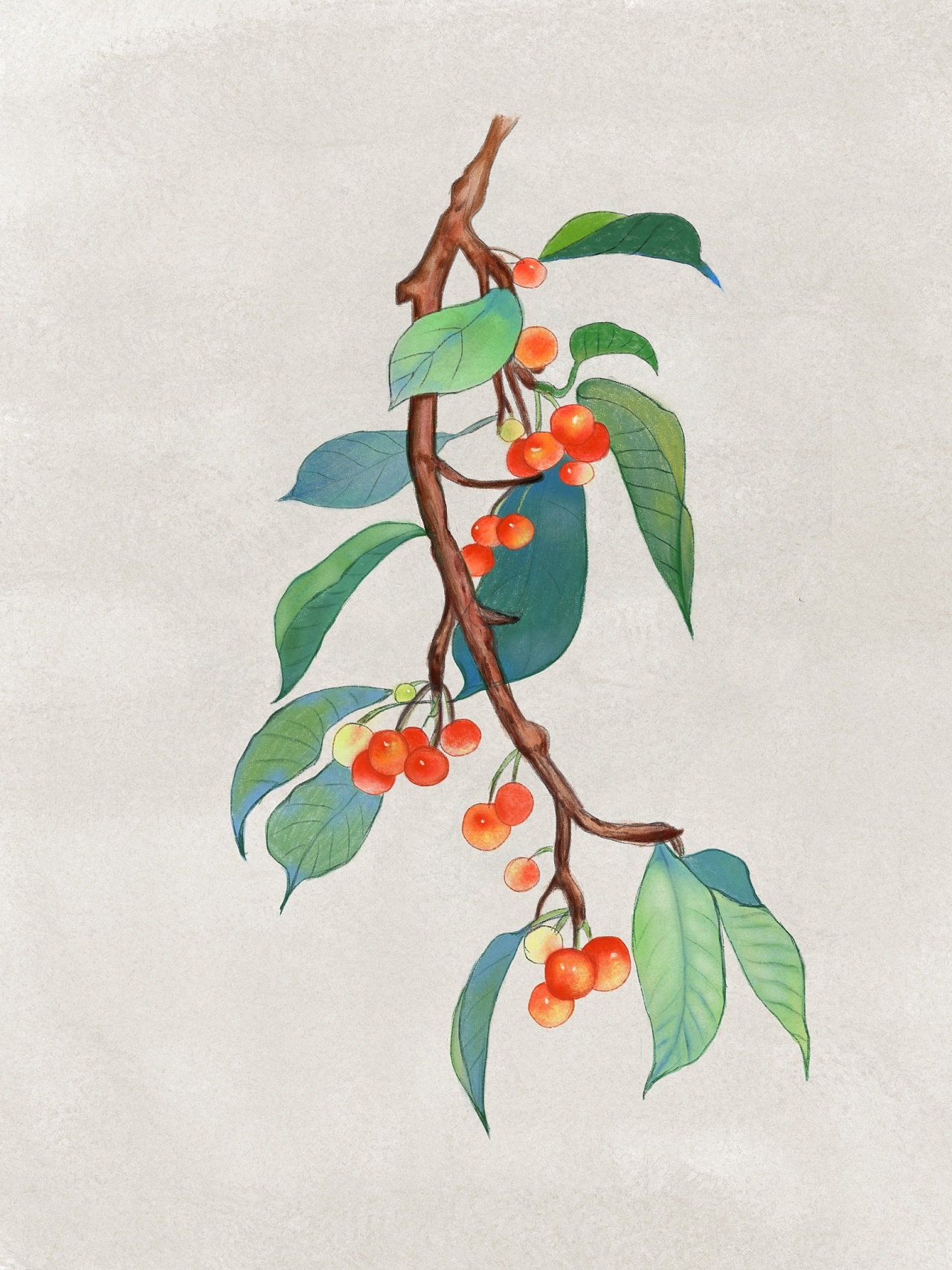 樱桃|插画|创作习作|星砂 - 临摹作品 - 站酷 (zcool)