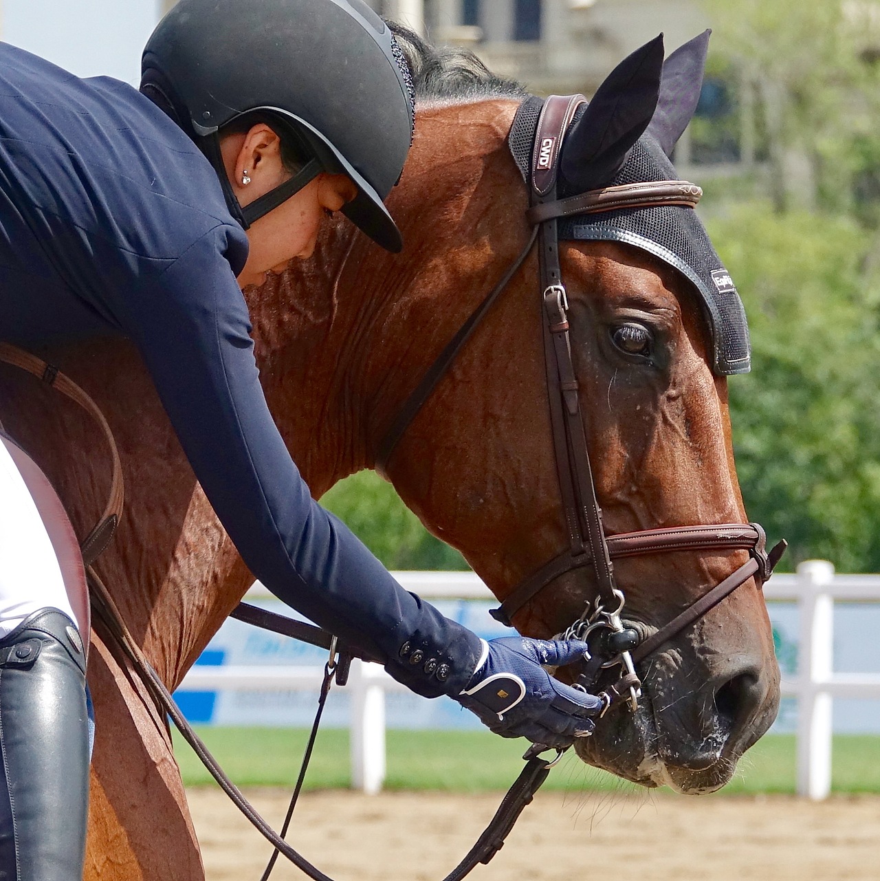 马术|摄影|其他摄影|bjghs2018_原创作品-站酷zcool