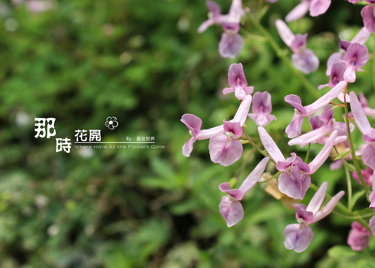 未闻花名——那时花开（二）（图ZNzQ4ODk5NDg=） - 修图/后期 - 站酷设计师星北世界原创素材 - 站酷ZCOOL