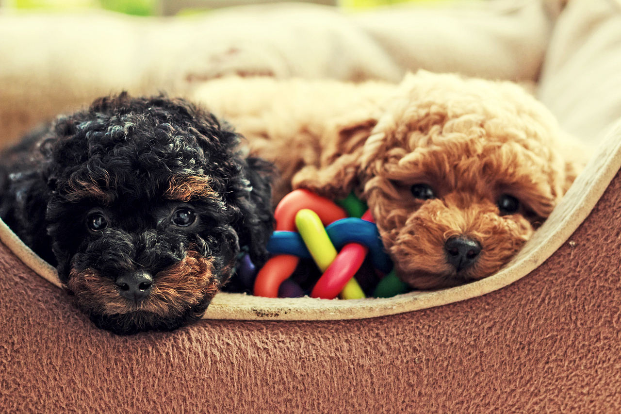 朋友家新出生的小狗