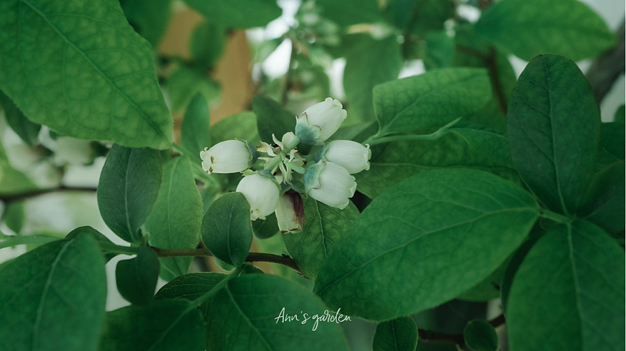 像铃兰一样可爱的蓝莓花,你见过吗